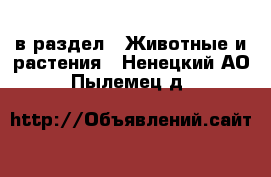  в раздел : Животные и растения . Ненецкий АО,Пылемец д.